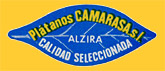 Platanos-Cam-0560